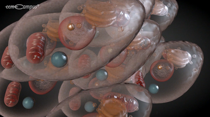 page.title Vorschaubild