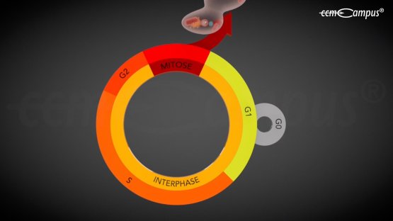 Mitose